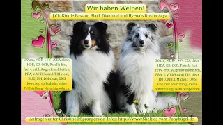 VDH Shelties vom Ponyhügel: Die Geburt unseres A2 Wurfes!