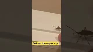 Move bitch. Get out the way 🤣🤣🤣#shorts #bugs #funny