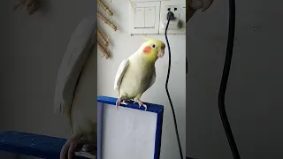 my cute cockatile talking and singing
