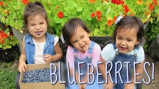 FIRST TIME BLUEBERRY PICKING!!! - July 15, 2016 -  ItsJudysLife Vlogs