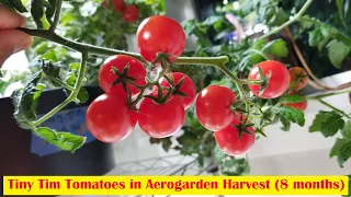 8 Months of growing Tiny Tim tomatoes in Aerogarden Harvest Hydroponics