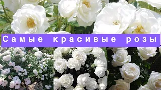 10 самых красивых белых роз