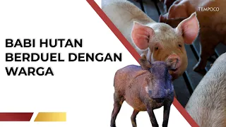 Kisah Warga yang Berduel dengan Babi Hutan yang Masuk Masjid | Tempodotco