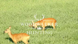 Abnormal, old and ill roebuck shot in the rut - that is hunting - meaning and essentials of hunting