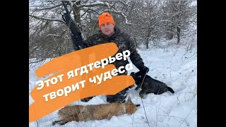 Охота на лису с ягдтерьером. Он задушил ее и вытащил из норы