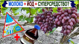 🍇 МОЛОКО и ЙОД на винограде! СУПЕРСРЕДСТВО для лечения? Проверяем! Так ли ЭТО на самом деле. Милдью.