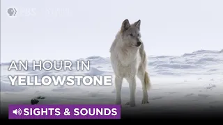 Spend An Hour in Snowy Yellowstone | Sights & Sounds | PBS NATURE
