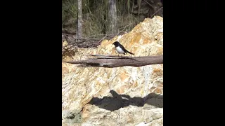 Willy Wagtail 2  #shorts
