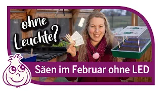 Aussaaten im Februar ohne Kunstlicht und Anzuchtstation