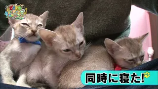 【シンガプーラ】兄弟　ご対面　寝落ち【かわいい猫まとめ動画】