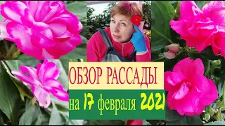 ОБЗОР РАССАДЫ  на 17 февраля. Результат черенкования и посевов.