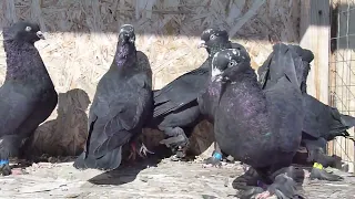ПРОДАЖА Андижанские голуби (черные масти) ПРОДАНО