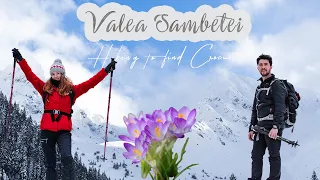 🏔️ 💜 In search of Crocus flowers | Valea Sambetei vlog #1
