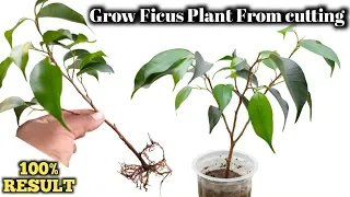 Propagation of Ficus Plant from cutting . How to grow ficus Benjamina from cutting.