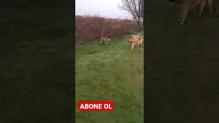 4 ÇOBAN KÖPEĞİ 1 KURT GÜÇ YETİREMİYOR ( 4 KANGALS 1 WOLF )