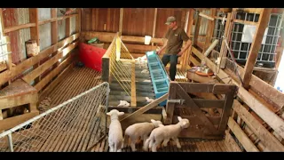 Lamb Feeder in Action