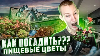 Как посадить пищевые цветы дома? Съедобные цветы как бизнес идея!