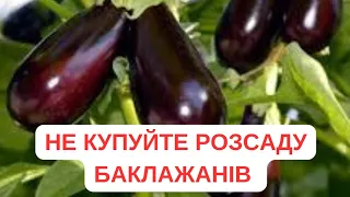 ПОСІЙТЕ НАСІННЯ  БАКЛАЖАНІВ🍆 У ТЕПЛИЙ ГРУНТ‼️ ЗІЙДЕ ШВИДКО‼️ УРОЖАЙ ГАРАНТОВАНО!