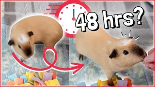 2 Day Challenge: Teaching a Guinea Pig the Circle Trick!