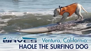 Surfing in Ventura, California with Haole the Surfing Dog