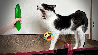 😹❤️ New Funny Cats and Dogs Videos 😸🐕 Best Funny Animal Videos 2024 #16