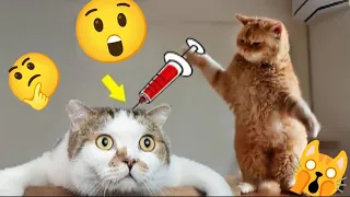 Funny Dog and Cat Video😊😻 || Try To Not Laugh 🤣| Funny Animal  Video 🙀 #animallover #animals