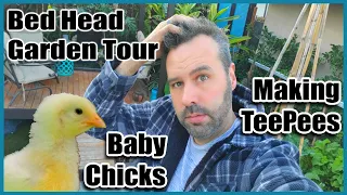 Bed Head Vegetable Garden Tour  Making Teepee Trellises and update on Out New Baby Chicks