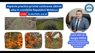 Aspecte practice privind cultivarea catinei albe in conditiile Republicii Moldova