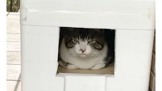 野良猫の居住場所作って見ましたが…