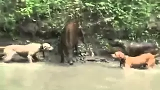 dogs attacking a boar.   питбули атакуют кабана