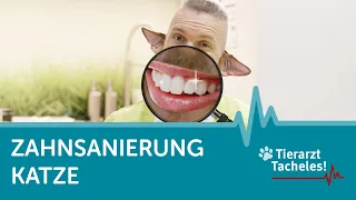 Zahnsanierung bei Katze | Tierarzt Tacheles mit Sebastian Goßmann-Jonigkeit | ZooRoyal