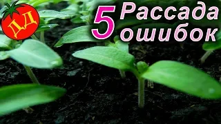 Рассада. 5 Роковых Ошибок при выращивании.