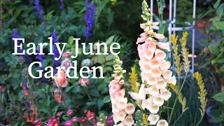 Early June Garden | Without roses, my garden is still beautiful | Ep38