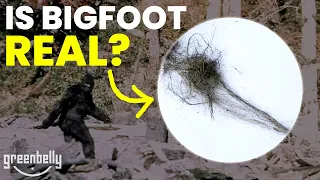 The Case for (and Against) Bigfoot, Explained