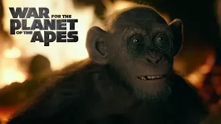 War for the Planet of the Apes | Bad Ape Clip | Fox Star India | July 14