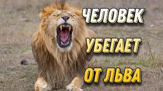 Человек убегает от льва