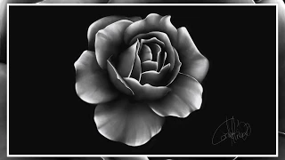 Drawing of a rose - digital drawing - IPad and Procreate - realistic drawing - timelapse