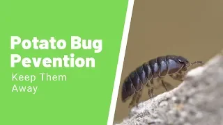 Complete Guide To The Potato Bug - How to Get Rid of Potato Bugs