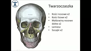 Twarzoczaszka - szczęka i małe kości [wstęp] PL