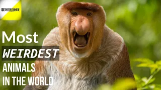 Most Weirdest Animals in the World | Part 1 | Weirdest Animals