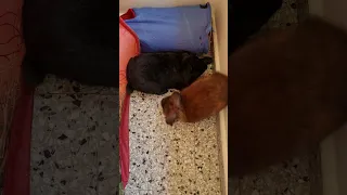 Two male rabbits practice breeding (part 3 of 3)