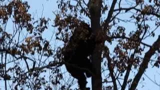 Black Bear Climbing Down A Tree