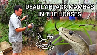 Deadly Black mambas in the houses - Nick Evans and his venomous snake removal (Durban, South Africa)