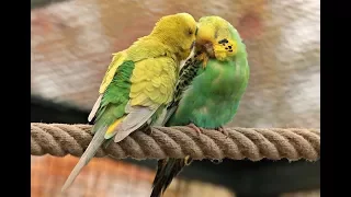 Happy summer budgies songs for your budgies to sing along.  Subscribe if your budgies like it.
