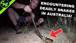 ONE OF THE MOST DANGEROUS SNAKES IN AUSTRALIA!!!