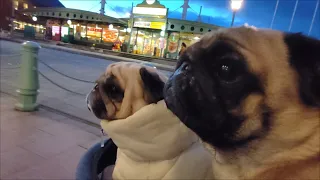 【車中泊生配信】ついに北海道！飼い主がラッキーピエロへ買い出し中にケンカ