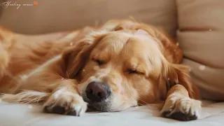10 HOURS of Dog Calming Music For Dogs🎵💖Anti Separation Anxiety Relief Music🎵Sleep dog🎵Healing Music