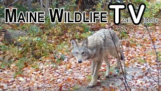 Big Bucks | Eastern Coyote Closeup | Deer | Bobcat | Trail Cam | Maine Wildlife Trail Video 10.30.21