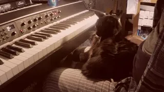 Cat loves the blues - Viscount legend 70's, Rhodes sound