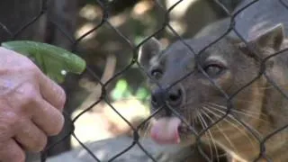 Hansel the Fossa